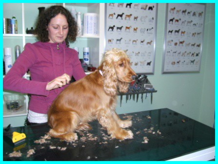 Ausbildung zum Hundefriseur